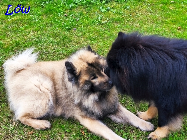 30.3.2025 - Howard fl&uuml;stert Dwix was